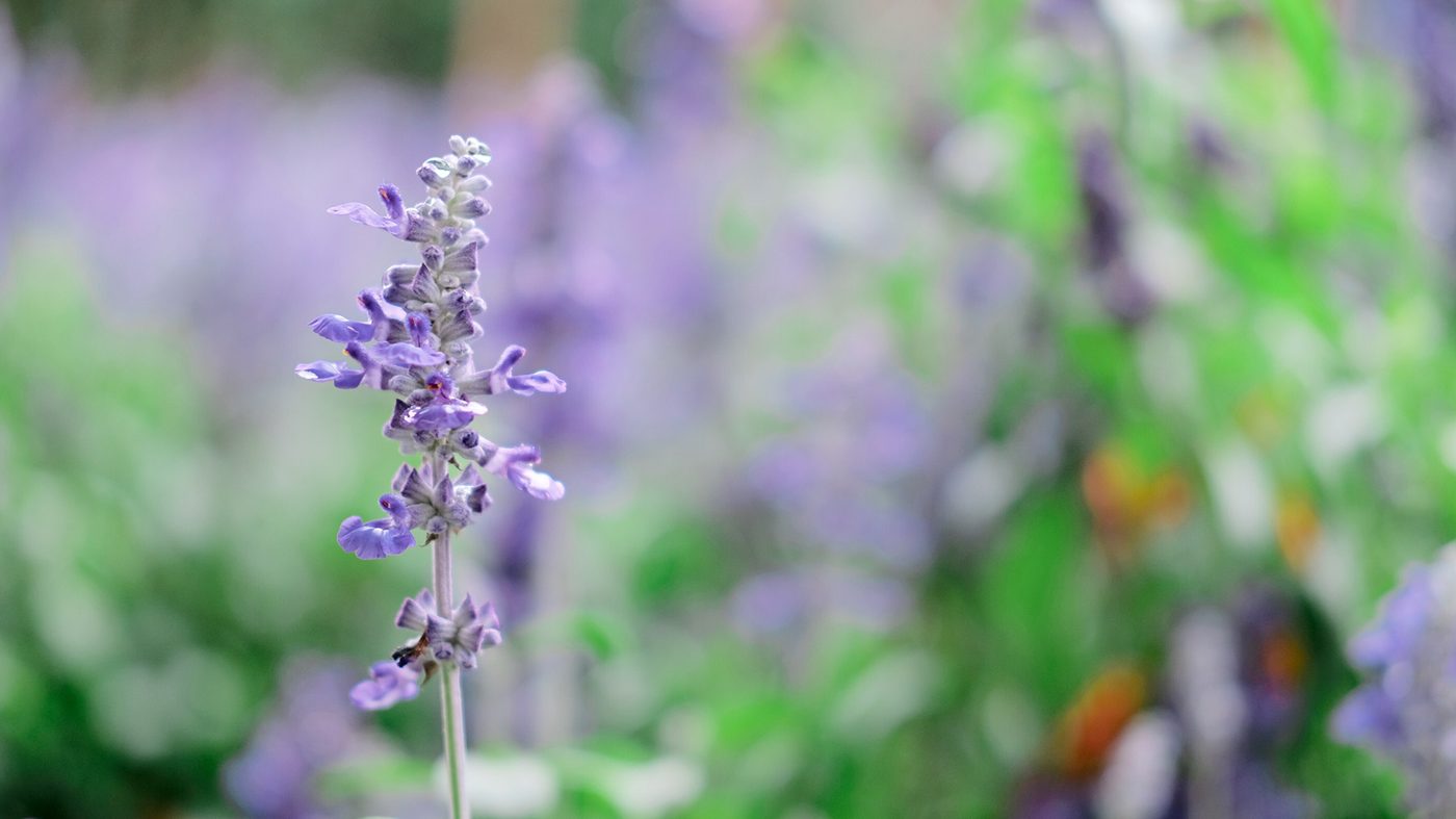Lavendel